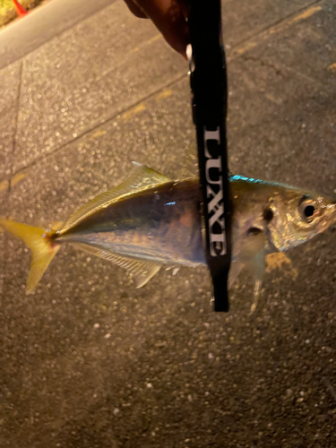 マアジの釣果