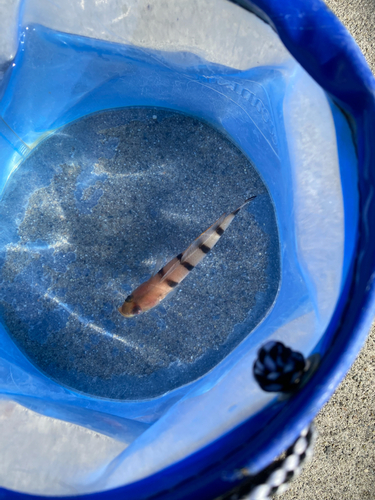 リュウグウハゼの釣果