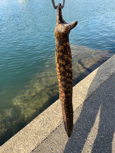 ウツボの釣果