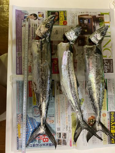 サゴシの釣果