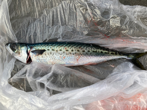 ゴマサバの釣果