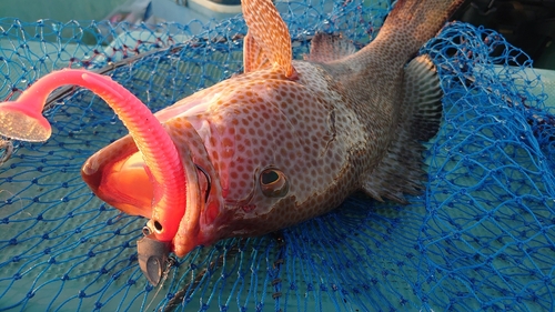 オオモンハタの釣果