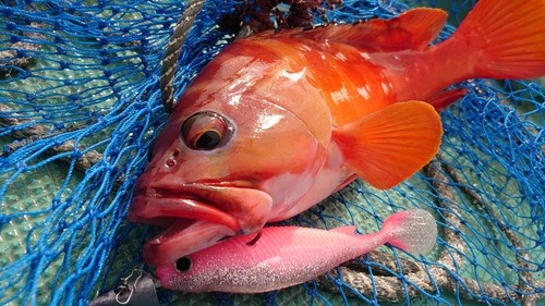 アカハタの釣果