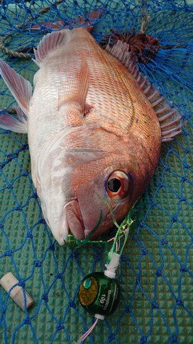 タイの釣果