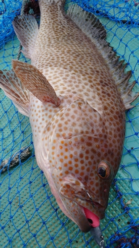 オオモンハタの釣果