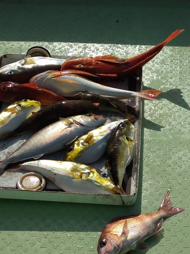 クロサバフグの釣果