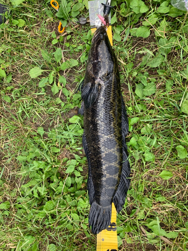 カムルチーの釣果