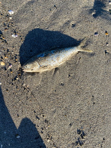 コノシロの釣果