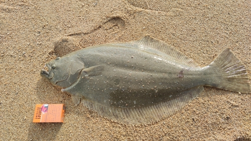 ヒラメの釣果