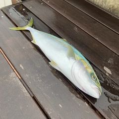 イナダの釣果