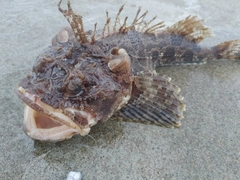 カジカの釣果