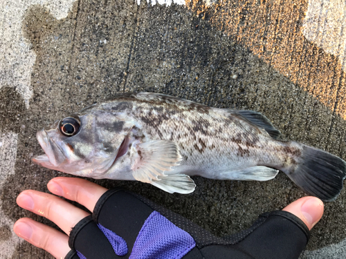 ソイの釣果