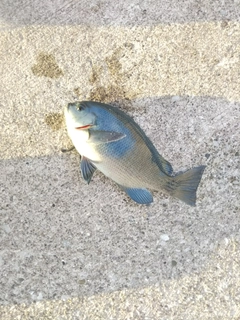 メジナの釣果