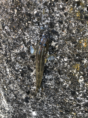 マハゼの釣果