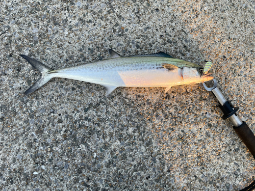 サゴシの釣果