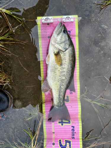 ラージマウスバスの釣果