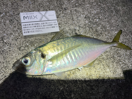 マアジの釣果