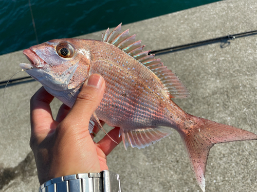 マダイの釣果