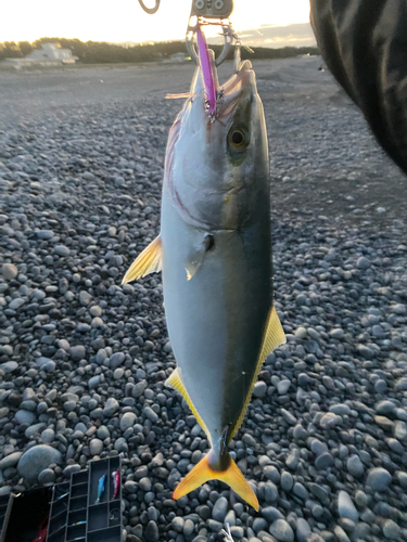 ハマチの釣果