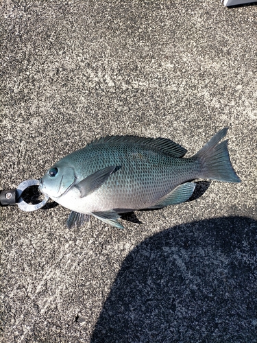 グレの釣果