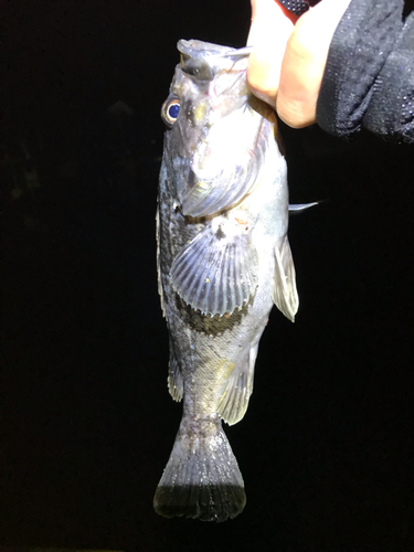 クロソイの釣果