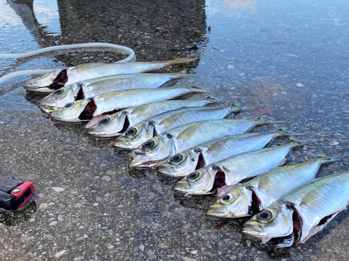 マアジの釣果