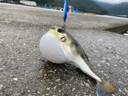 シロサバフグの釣果