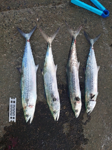 サゴシの釣果