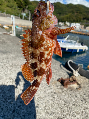 イソカサゴの釣果