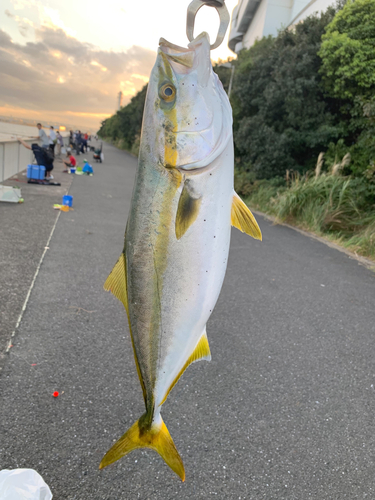 イナダの釣果