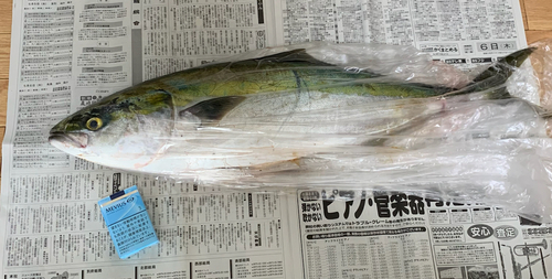 ハマチの釣果