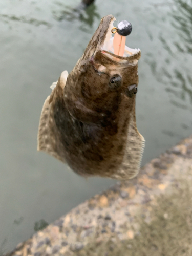 ソゲの釣果