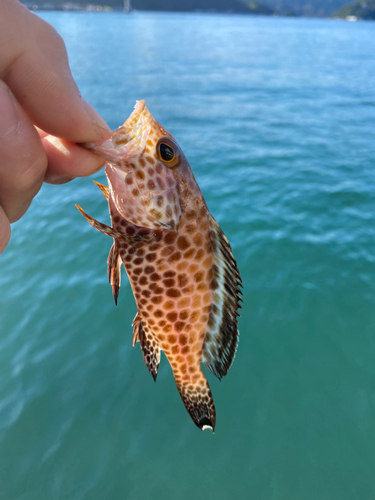 オオモンハタの釣果