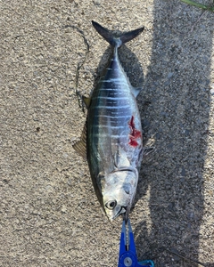 クロマグロの釣果