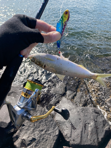 コノシロの釣果