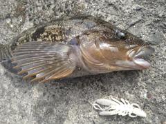 アブラコの釣果