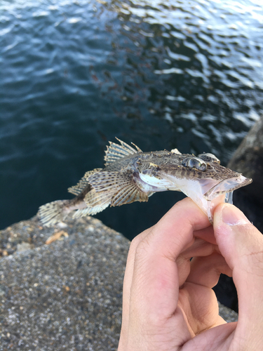 コチの釣果