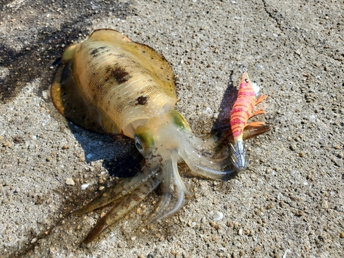 アオリイカの釣果