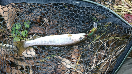 アメマスの釣果