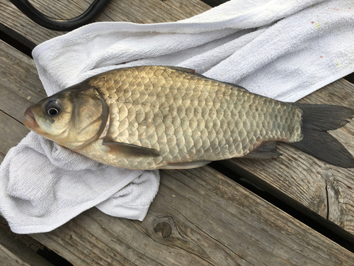 フナの釣果