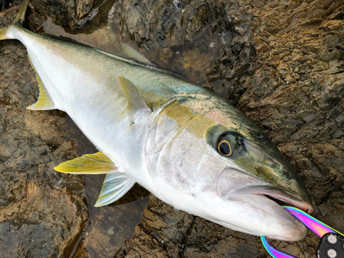 ヒラスの釣果