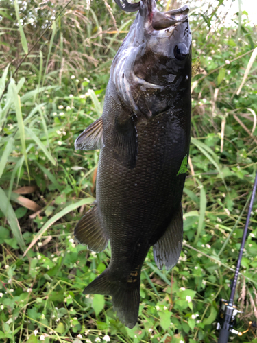 スモールマウスバスの釣果