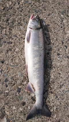 シロザケの釣果