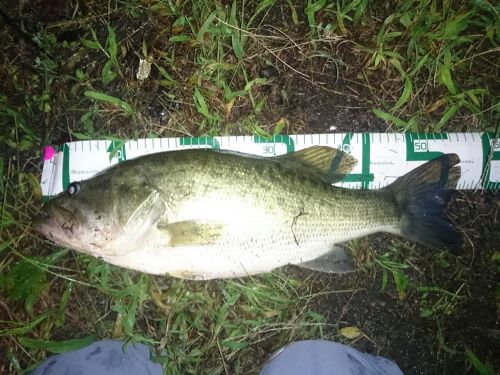 ブラックバスの釣果