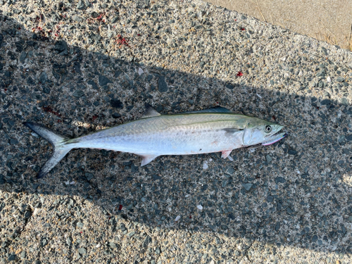 サゴシの釣果