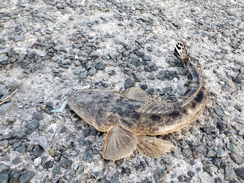 マゴチの釣果