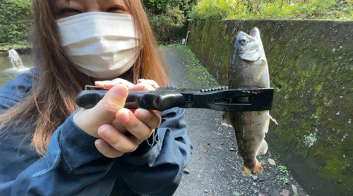 ヤマメの釣果