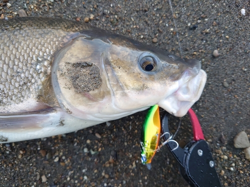 ウグイの釣果