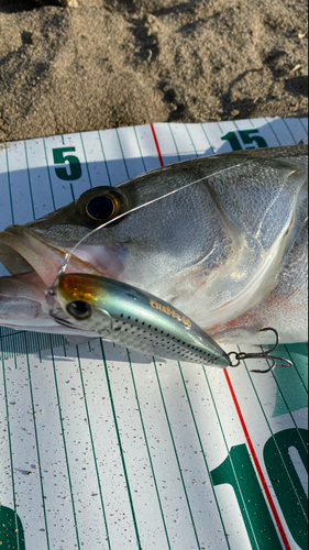 シーバスの釣果