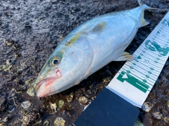 ツバスの釣果